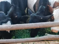 காளை, Russian Black pied cattle — புகைப்படம் 2