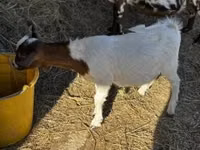 Oğlak, Nigerian dwarf goats — foto 1
