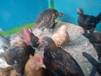Chickens — Foto 6