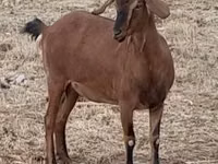 பெண் வெள்ளாடு, Nubian Goat — புகைப்படம் 7