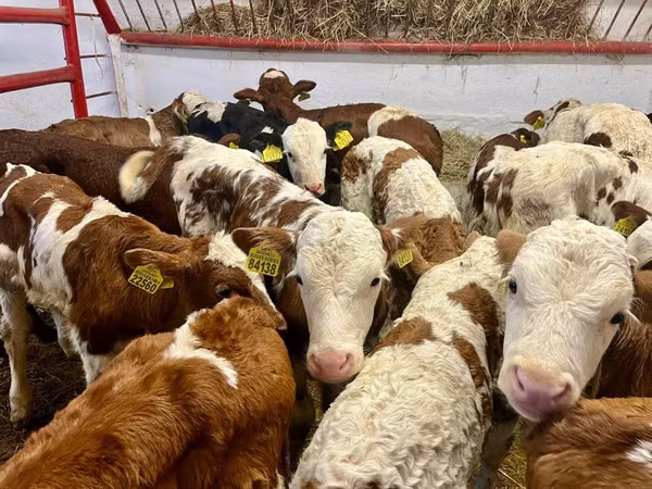 Bovins (lot, sexe non indiqué), Simmental cattle