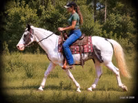 Kůň, National Show Horse — foto 4