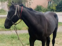 ცხენი, Priob horse — ფოტო 2