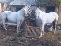 Égua, Cavalos — foto 1