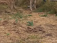 Krowa, Swiss cattle — zdjęcie 7