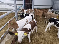Toro, Simmental cattle — foto 2