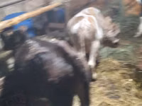 Toro, Ganado vacuno — foto 5
