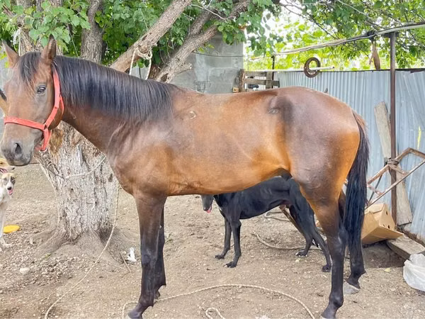 حصان, Thoroughbred horse