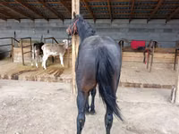 குதிரை, Thoroughbred horse — புகைப்படம் 3