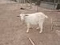 Ешкі, Saanen goat — 7-сурет