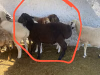 Bélier, Moutons — photo 2