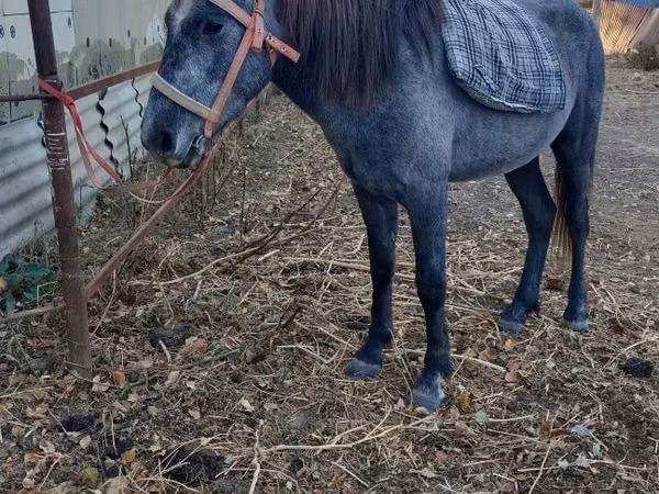 حصان, Kazakh horse