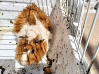 Heyvan: Dekorativ dəniz donuzu (guinea pig) Xüsusiyyətlər: - Rəng — zdjęcie 2