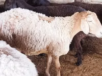 Brebis, Moutons — photo 2
