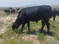 Býk, Skot — foto 2