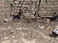 Chickens — foto 8
