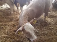 Skot (série, pohlaví neuvedeno), Simmental cattle — foto 5
