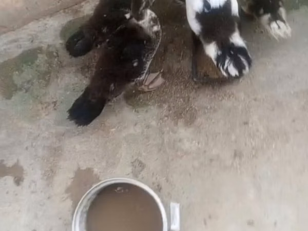 Domestic Muscovy — Ozarbayjon