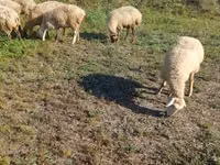 பெண் ஆடு, Karabakh sheep — புகைப்படம் 6