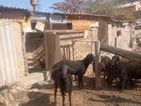 Koç, Ordabasy sheep — foto 5