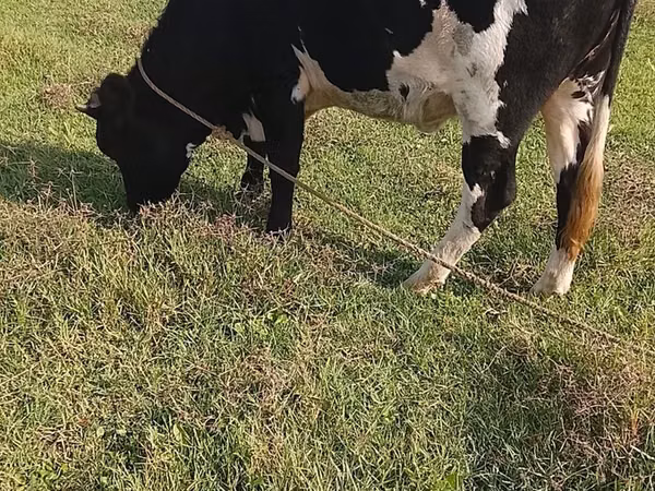 பசு, Russian Black pied cattle