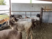 Owca, Owce — zdjęcie 3