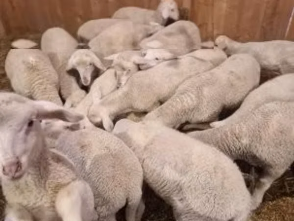 Qoʻchqor, Merinoland sheep