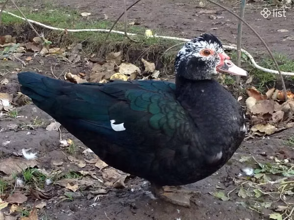 Ducks