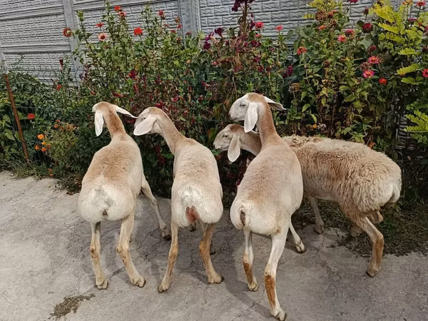 母羊, Sheep