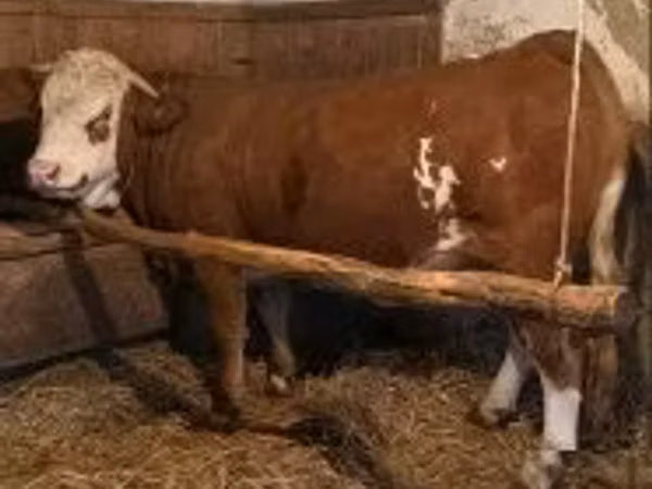 பசு, Simmental cattle
