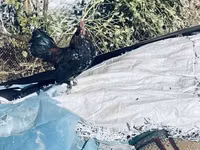 Chickens — 3-сурет