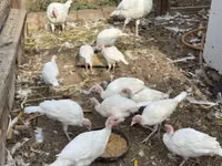 Turkeys — Foto 8