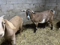 Ешкі, Kamori goats — 4-сурет