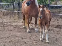 母马, Horses — 照片 3