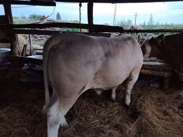 Býk, Charolais cattle