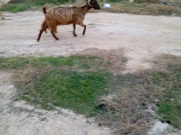თხა, თხები