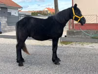 Kůň, Koně — foto 2