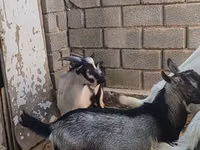 Ziegenbock, LaMancha goats — Foto 3