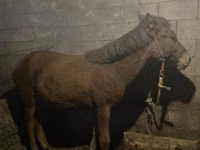 Jument, Chevaux — photo 4