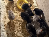 Australorp — photo 5