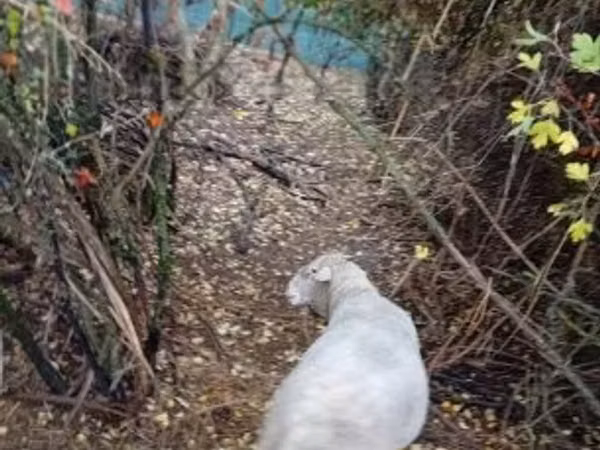 公羊, Sheep