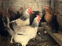 Chickens — foto 3