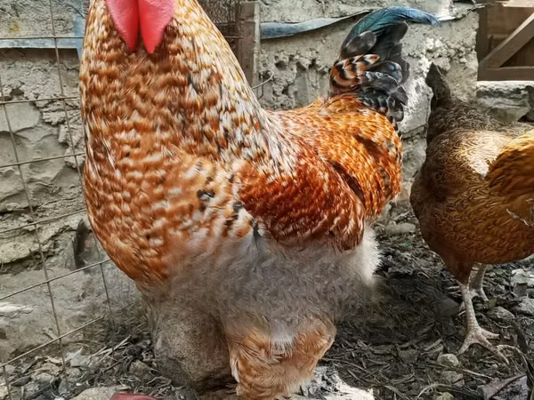 Gallinas Shamo