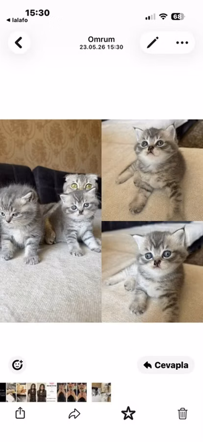 British Shorthair tipli boz zolaqlı balaca pişiklər - Növ: Qısa