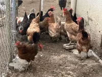 Chickens — zdjęcie 1