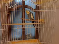 Nimfa (cockatiel) tutuquşu və qəfəs dəsti - Növ: Nimfa tutuquşu — foto 2