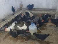 Australorp — foto 1
