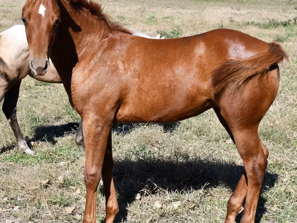فرس, Quarter Horse