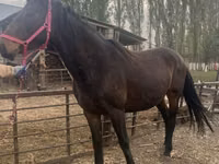 Jument, Percheron — photo 5