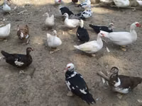 Ducks — foto 5
